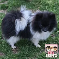 CKC Felicity, a female Pomeranian for sale in Auburn, AL – Photo 2 of 3