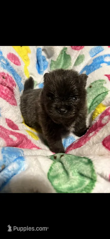 CKC Jace – Pomeranian puppy for sale in Auburn, AL