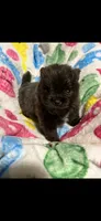 CKC Jace, a male Pomeranian for sale in Auburn, AL – 1 of 3