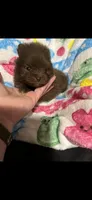 CKC Jewel, a female Pomeranian for sale in Auburn, AL – 2 of 3