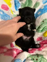 CKC Jack, a male Pomeranian for sale in Auburn, AL – 3 of 3