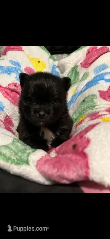 CKC Jack – Pomeranian puppy for sale in Auburn, AL