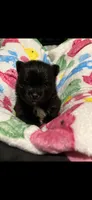 CKC Jack, a male Pomeranian for sale in Auburn, AL – 1 of 3
