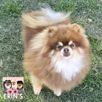 CKC Gunnar, a male Pomeranian for sale in Auburn, AL – 6 of 7