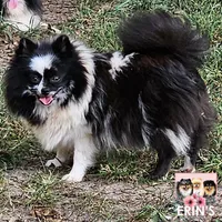 CKC Gunnar, a male Pomeranian for sale in Auburn, AL – 7 of 7