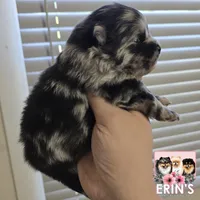 CKC Gunnar, a male Pomeranian for sale in Auburn, AL – 2 of 7