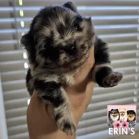 CKC Gunnar, a male Pomeranian for sale in Auburn, AL – 4 of 7