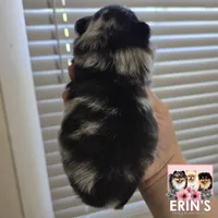 CKC Gunnar, a male Pomeranian for sale in Auburn, AL – 5 of 7