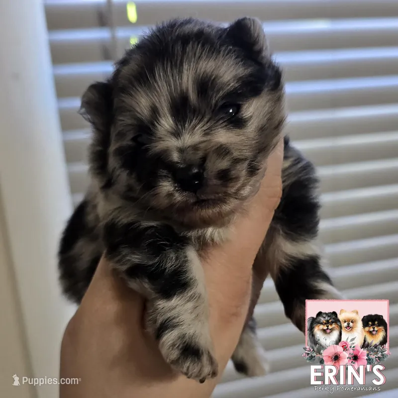 CKC Gunnar, a male Pomeranian for sale in Auburn, AL – 1 of 7
