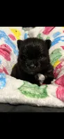 CKC Jack, a male Pomeranian for sale in Auburn, AL – 2 of 3