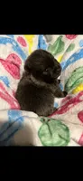 CKC Jace, a male Pomeranian for sale in Auburn, AL – 2 of 3