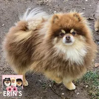 AKC BEAR, a male Pomeranian for sale in Auburn, AL – Photo 2 of 4