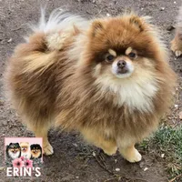AKC BEAR, a male Pomeranian for sale in Auburn, AL – Photo 1 of 4