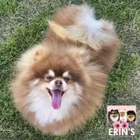 AKC BEAR, a male Pomeranian for sale in Auburn, AL – Photo 4 of 4