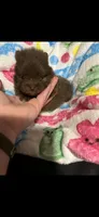 CKC Jewel, a female Pomeranian for sale in Auburn, AL – 3 of 3