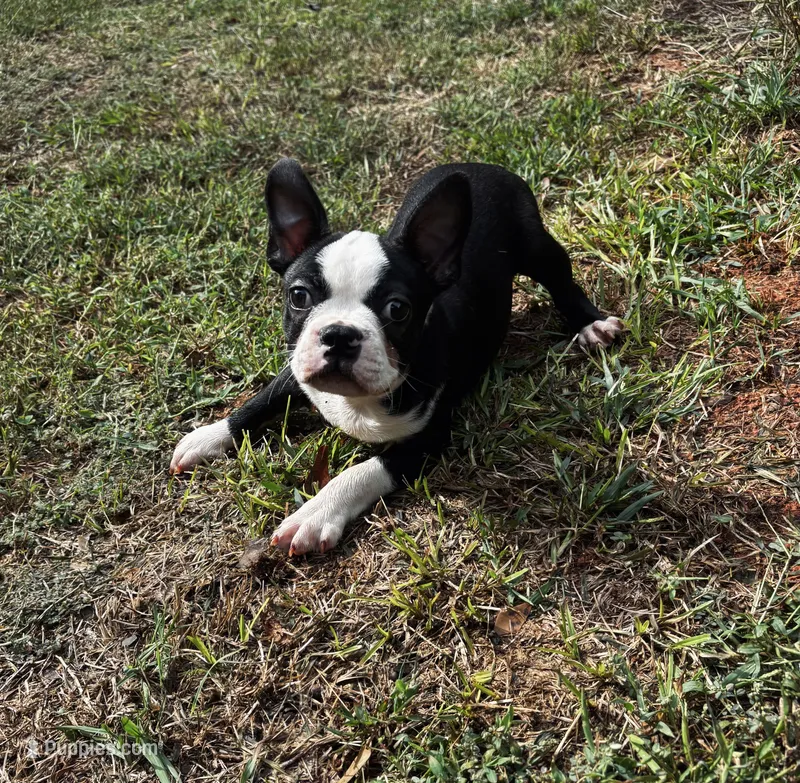 Ozzy – Boston Terrier, Frenchton puppy for sale in Rock Hill, SC