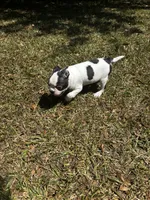 Luca, a male Boston Terrier and Frenchton for sale in Sharon, SC – 5 of 10