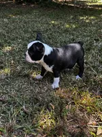 Ozzy, a male Boston Terrier and Frenchton for sale in Sharon, SC – 2 of 10