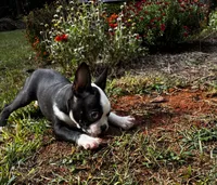 Ozzy, a male Boston Terrier and Frenchton for sale in Rock Hill, SC – 3 of 10