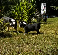 Ozzy, a male Boston Terrier and Frenchton for sale in Sharon, SC – 5 of 10