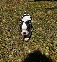 Luca, a male Boston Terrier and Frenchton for sale in Sharon, SC – 9 of 10