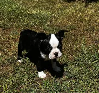 Ozzy, a male Boston Terrier and Frenchton for sale in Sharon, SC – 7 of 10