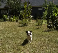 Luca, a male Boston Terrier and Frenchton for sale in Sharon, SC – 4 of 10