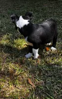 Ozzy, a male Boston Terrier and Frenchton for sale in Sharon, SC – 3 of 10
