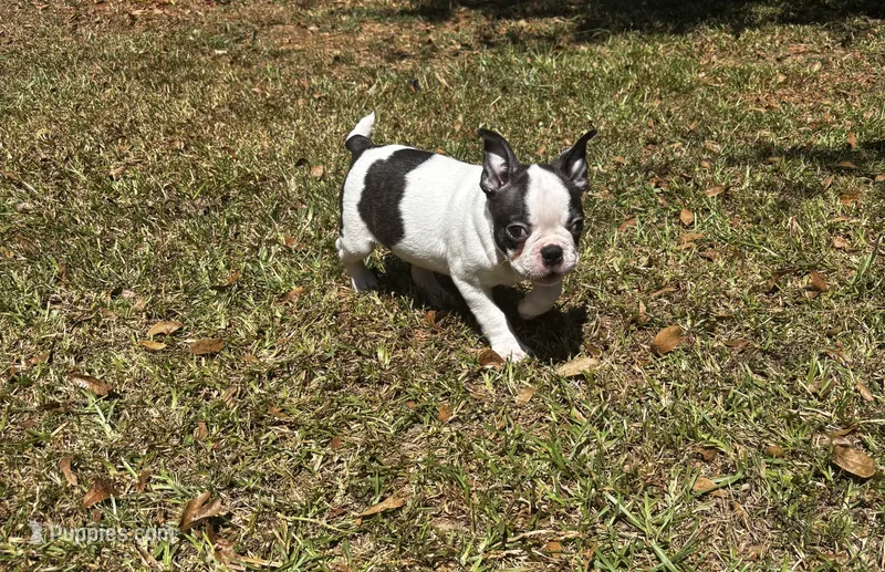 Luca – Boston Terrier, Frenchton puppy for sale in Sharon, SC