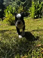 Ozzy, a male Boston Terrier and Frenchton for sale in Sharon, SC – 9 of 10