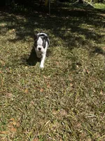 Luca, a male Boston Terrier and Frenchton for sale in Sharon, SC – 7 of 10