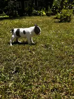 Loki, a male Boston Terrier and Frenchton for sale in Sharon, SC – 4 of 10