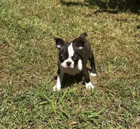Maple , a female Boston Terrier and Frenchton for sale in Sharon, SC – 7 of 10