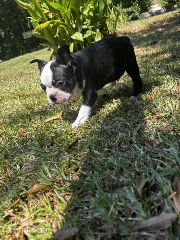 Ozzy – Boston Terrier, Frenchton puppy for sale in Sharon, SC
