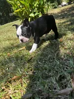 Ozzy, a male Boston Terrier and Frenchton for sale in Sharon, SC – 1 of 10