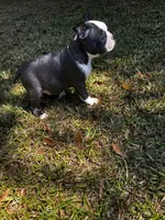 Ozzy, a male Boston Terrier and Frenchton for sale in Sharon, SC – 4 of 10