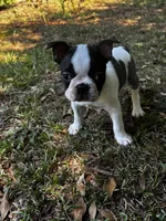 Loki, a male Boston Terrier and Frenchton for sale in Sharon, SC – 7 of 10
