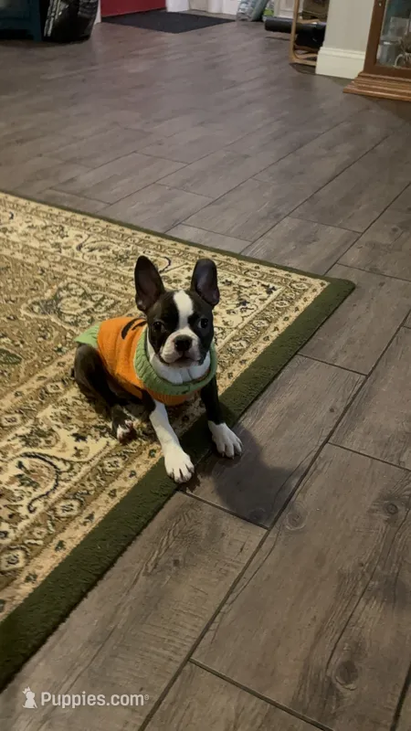 Maple  – Boston Terrier, Frenchton puppy for sale in Rock Hill, SC