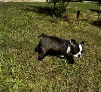 Maple , a female Boston Terrier and Frenchton for sale in Sharon, SC – 4 of 10
