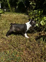 Maple , a female Boston Terrier and Frenchton for sale in Sharon, SC – 5 of 10