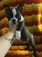 Maple , a female Boston Terrier and Frenchton for sale in Sharon, SC – 2 of 10