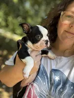 Ozzy, a male Boston Terrier and Frenchton for sale in Sharon, SC – 10 of 10