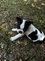 Loki, a male Boston Terrier and Frenchton for sale in Sharon, SC – 3 of 10