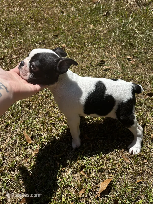 Loki – Boston Terrier, Frenchton puppy for sale in Sharon, SC
