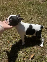 Loki, a male Boston Terrier and Frenchton for sale in Sharon, SC – 1 of 10