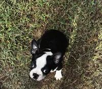 Ozzy, a male Boston Terrier and Frenchton for sale in Rock Hill, SC – 6 of 10