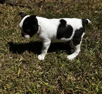 Loki, a male Boston Terrier and Frenchton for sale in Sharon, SC – 5 of 10