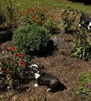 Maple , a female Boston Terrier and Frenchton for sale in Sharon, SC – 10 of 10