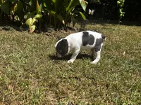 Loki, a male Boston Terrier and Frenchton for sale in Sharon, SC – 8 of 10