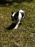 Loki, a male Boston Terrier and Frenchton for sale in Sharon, SC – 2 of 10